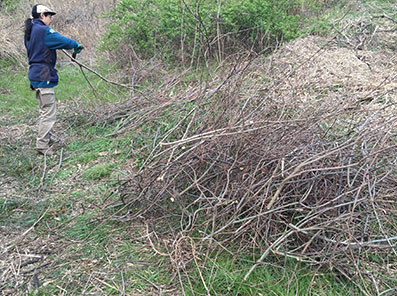 センダンの枝薪 | 囲炉裏暖炉のある家 tortoise＋lotus studio